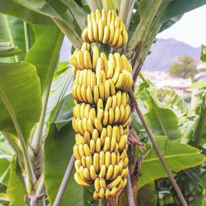 Banana Products